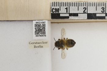 Media type: image;   Entomology 790976 Aspect: Labels